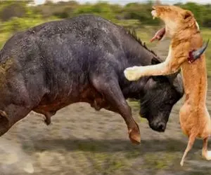 مستند حیات وحش؛ بوفالو؛ شیر