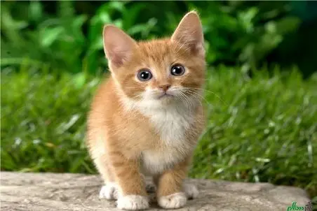 مستند کاوش؛ زندگی این گربه از منم مفرح تره!