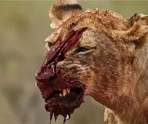 بدایع حیات وحش؛ مبارزه شیر مسلول با بوفالو نعشی از او گذاشت برای لاشخوری دیگران