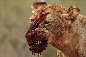 بدایع حیات وحش؛ مبارزه شیر مسلول با بوفالو نعشی از او گذاشت برای لاشخوری دیگران