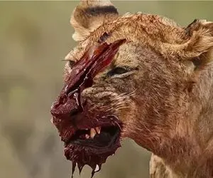 بدایع حیات وحش؛ مبارزه شیر مسلول با بوفالو نعشی از او گذاشت برای لاشخوری دیگران