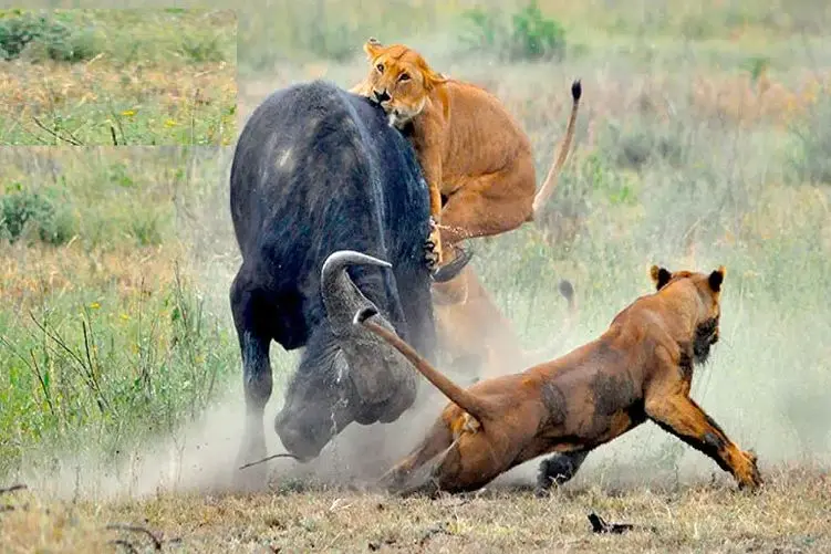 مستند حیات وحش؛ بوفالو سر ناموسش با شیر شوخی نداره