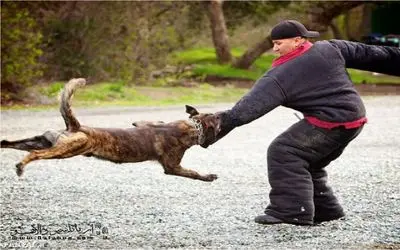نجات حیات وحش/ سگ فداکار گله با هوش تونست جان بره گله را نجات دهد