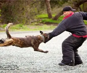 نجات حیات وحش/ سگ فداکار گله با هوش تونست جان بره گله را نجات دهد