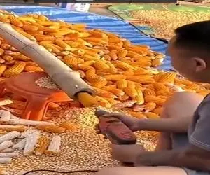 کشاورزی نوین؛ با دریل و لوله جوری ذرتا رو دون کرد که عمرا به ذهن کسی برسه