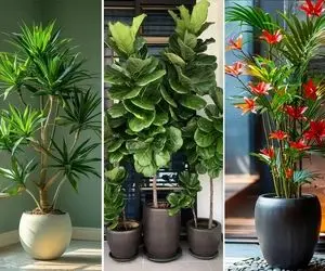 گیاهان آپارتمانی فوق شیک برای زیباسازی انواع پذیرایی و نشیمن / دکوراسیون شاهانه و خاص