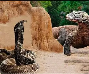 جذابیت حیات وحش؛ در یک نبرد سمی اژدهای کومودو مار مرگبار را در حالی که جان دارد بلعید