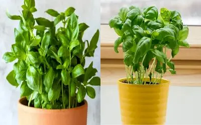 چطور نعنا و ریحان تازه و معطر را در خانه بکاریم؟/ دیگه کنار غذات همیشه سبزی تازه داری