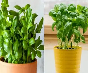 چطور نعنا و ریحان تازه و معطر را در خانه بکاریم؟/ دیگه کنار غذات همیشه سبزی تازه داری