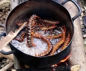 فکر کن بپرسن ناهار چی داره بگی هزارپا ؛ ما میترسیم نگاهش کنیم اینا خام میخورن با نون
