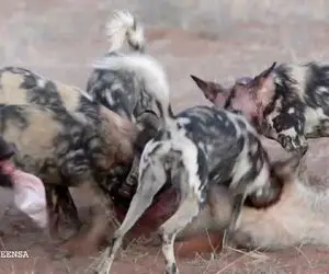 از جذابیت های حیات وحش؛ سگ های وحشی گراز زگیل دار رو از گور درمیارن تا پاره کنن