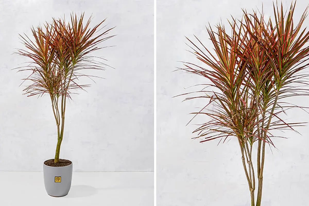 گیاهان آپارتمانی مقاوم