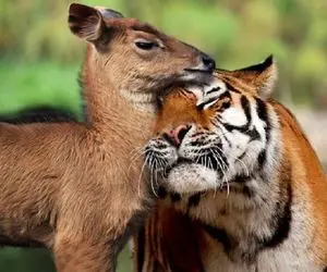 از جذابیت‌های حیات وحش؛ پلنگ با آهو رفیق شد بغلش کرد باهاش همدردی کنه خرخرشو جویید