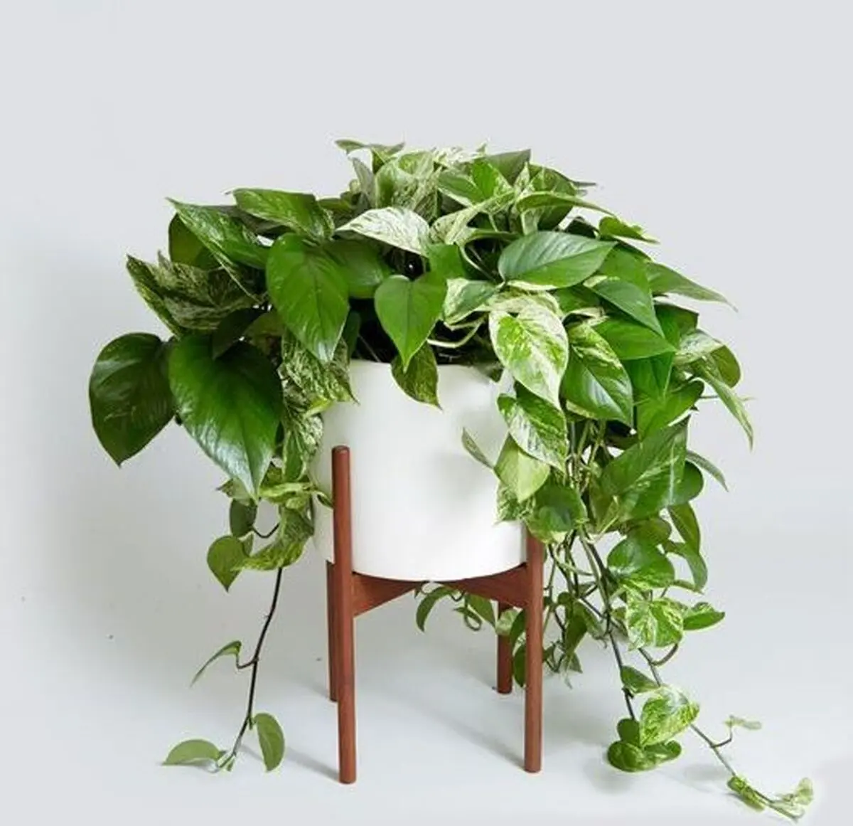 house-plants-3