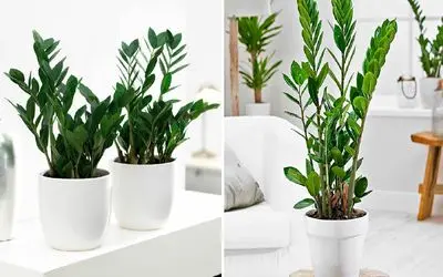 نکات نگهداری گیاه زاموفیلیا از صفر تا صد / سلطان بی رقیب گیاهان آپارتمانی