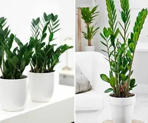 نکات نگهداری گیاه زاموفیلیا از صفر تا صد / سلطان بی رقیب گیاهان آپارتمانی