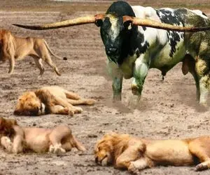 بدایع حیات وحش؛ شیر قسی به گاومیشا حمله کرد با شاخ پاره پورش کردن کفتار ببلعه