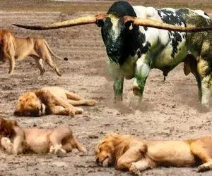 بدایع حیات وحش؛ شیر قسی به گاومیشا حمله کرد با شاخ پاره پورش کردن کفتار ببلعه