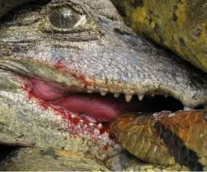 از جذابیت‌های حیات وحش؛ پیتون کله خر دندونشو فرو کرد تو سر تمساح خونشو خورد