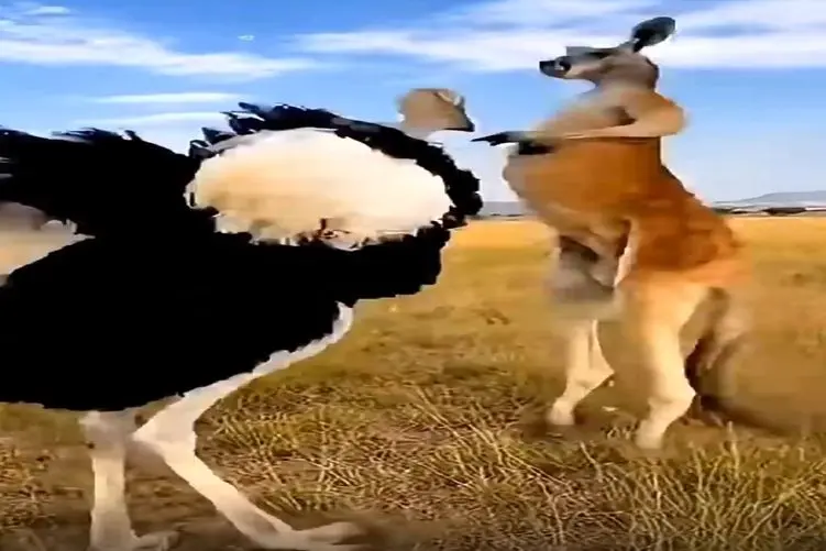 معماری طبیعت؛ کانگورو استاد هنرهای رزمیه جوری پدر شترمرغ رو درآوورد اون سرش ناپیدا