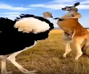 معماری طبیعت؛ کانگورو استاد هنرهای رزمیه جوری پدر شترمرغ رو درآوورد اون سرش ناپیدا