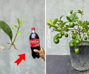 کشاورزی خلاقانه؛ میخوای لیمو سریع ریشه بزنه و کلی میوه بده جای آب بذارش تو کوکاکولا