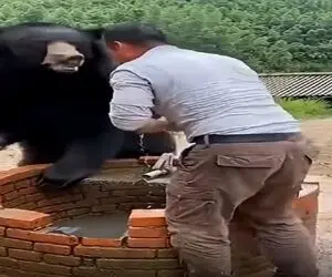 معماری طبیعت؛ خرس بلای سگ سر مرد آوورد