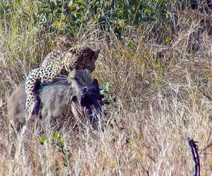 از بدایع حیات وحش؛ گراز بی خبر از همه جا سرگرم خودش بود که پلنگ خمشگین از راه رسید