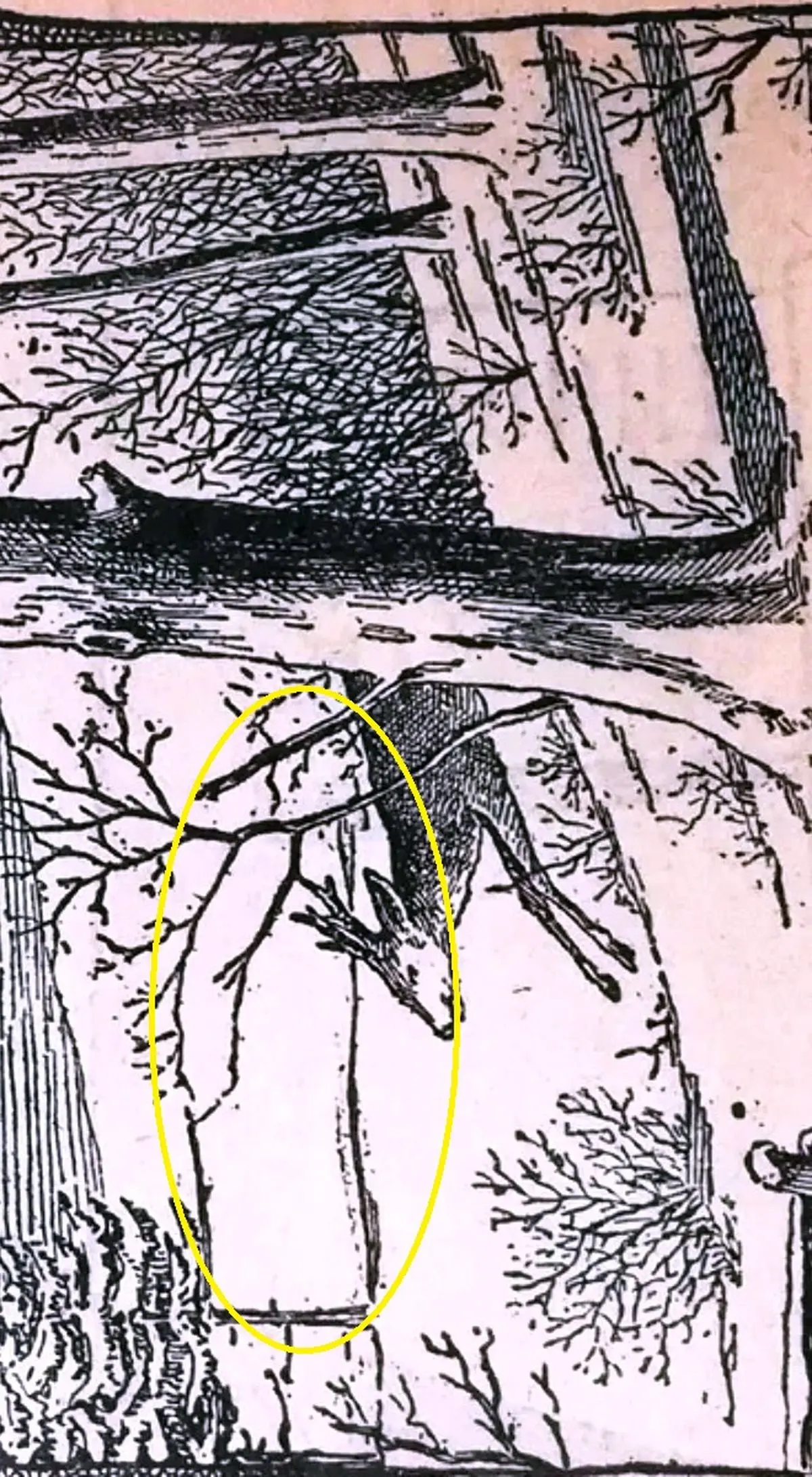 آزمون-دید-با-شناسایی-شکارچی-3