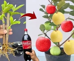 کشاورزی نوین؛ سیب زرد و قرمز رو با خمیردندون بهم چسبوندن کاشتن درختش هر دو تا رو داده