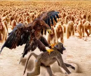 مسند حیات وحش؛ آشوب در گله میمون ها با حمله عقاب