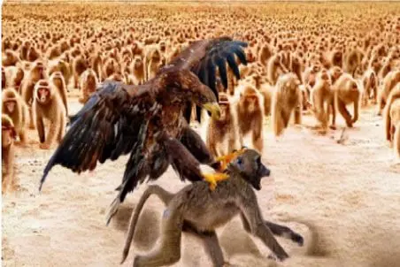 مسند حیات وحش؛ آشوب در گله میمون ها با حمله عقاب