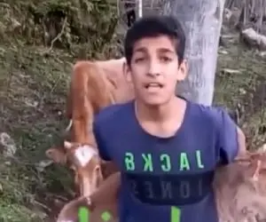 آواز محلی؛ پسرک گوساله رو پشتش گرفت وسط جنگل چه با سوز میخونه حنجره طلایی داره