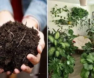 برای گیاهان آپارتمانی خاک تقویتی بسازید / رشد سه برابری گل ها با اضافه کردن این ماده