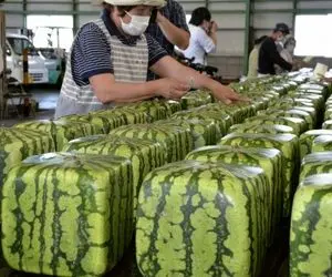 کشاورزی نوین؛ راز پرورش هندوانه بدون خاک زیاد هندونه میده تضمینی قرمز و شیرین