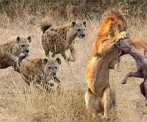 بدایع حیات وحش / جدال ددمنشانه شیر و کفتار برای زنده ماندن