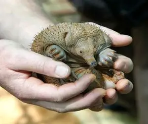 (ویدئو) یافتن نمونه زنده یک مدل پستاندار که منقرض شده بود؛ اکیدنه چیست؟