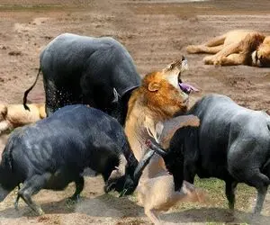 مستند حیات وحش /  بلاخره بوفالوها تصمیم گرفتند شیرها را از بین ببرند
