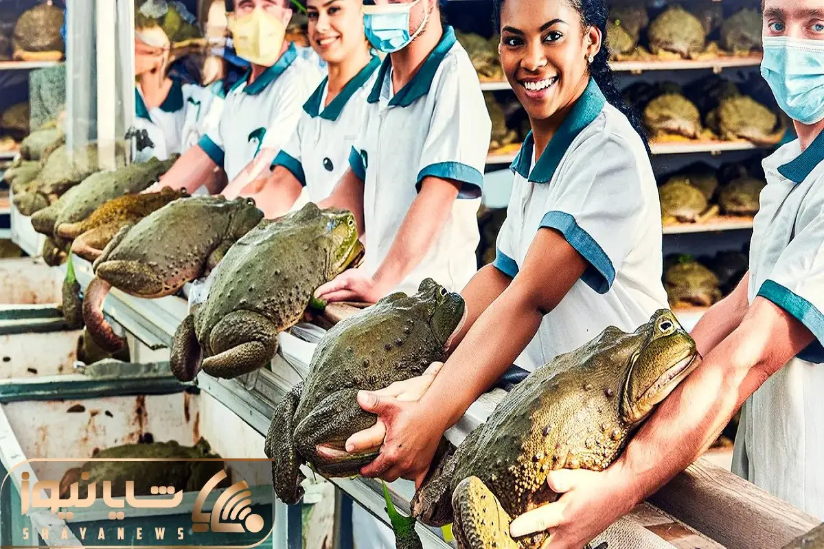 فرآوری قورباغه؛ کشاورزا تخم قورباغه رو میکارن گوشتی که شد کبابشو دندون می کشن