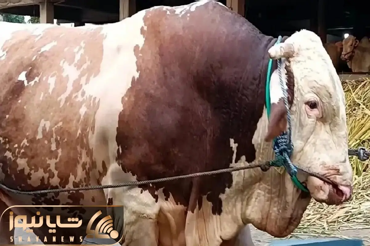 دامپروری نوین؛ برا این که کنه و شپش گاو ها رو تمیز کنن خوردنی بشن میبرنشون حموم