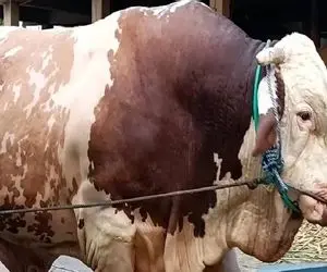 دامپروری نوین؛ برا این که کنه و شپش گاو ها رو تمیز کنن خوردنی بشن میبرنشون حموم