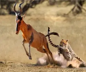 نبرد حیات وحش/حمله چیتاها به آنتلوپ/چیتا گردنشو گرفته به هیچ قیمتی هم ول نمی کنه