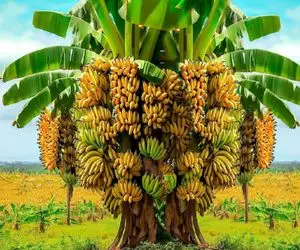 کشاورزی نوین؛ با حرص کردن هوشمند درخت و تزریق سموم نوین میلیاردها تن موز دراز رشد کرد