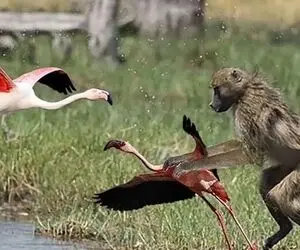 جنگ حیات وحش/ بابون زشت فلامینگوی صورتی خوشگل را روی درخت خورد