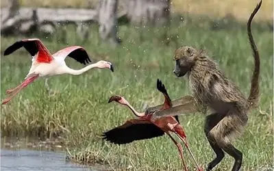 جنگ حیات وحش/ بابون زشت فلامینگوی صورتی خوشگل را روی درخت خورد