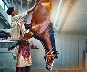 فرآوری اسب؛ حیوان نجیب رو پرورش و نه چندان مهربانه کشتار و در آخر چرخ می کنن