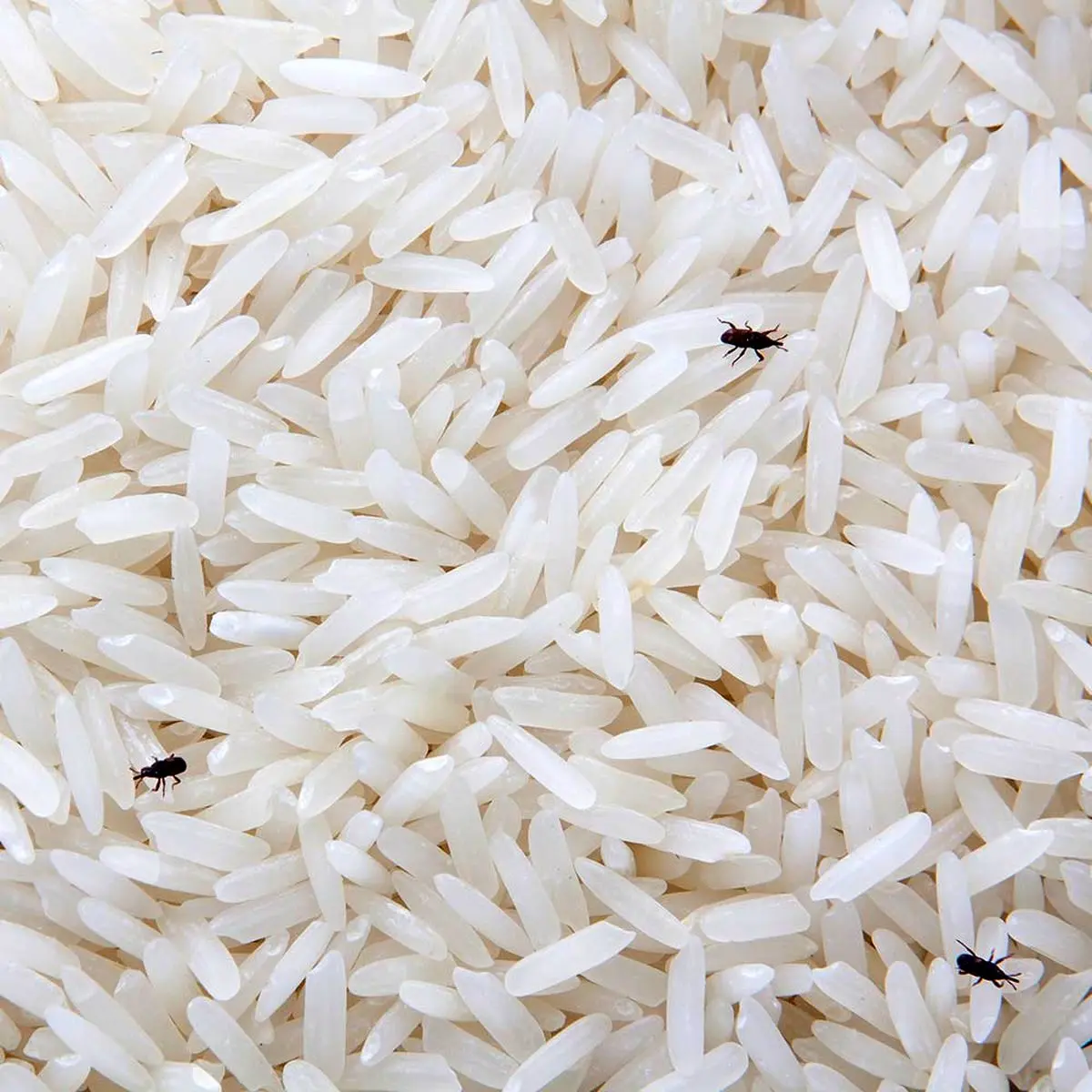 Insects-in-rice
