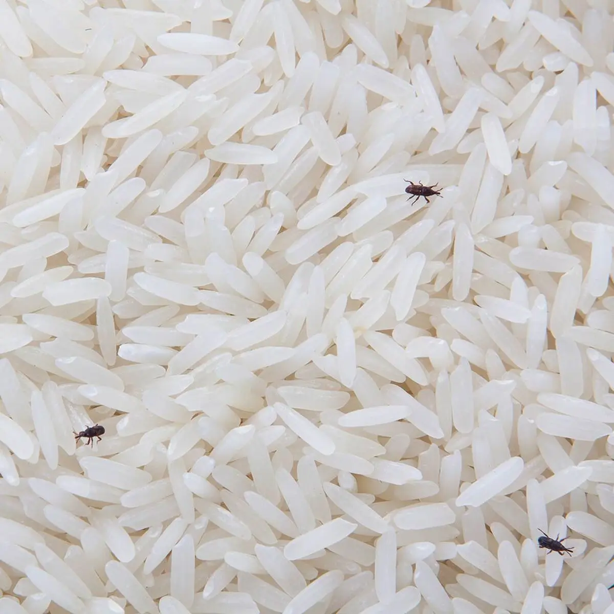 Insects-in-rice