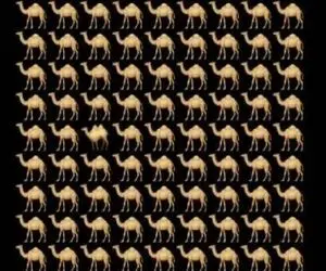 بازی فکری؛ شتر متفاوت را سریع پیدا کن