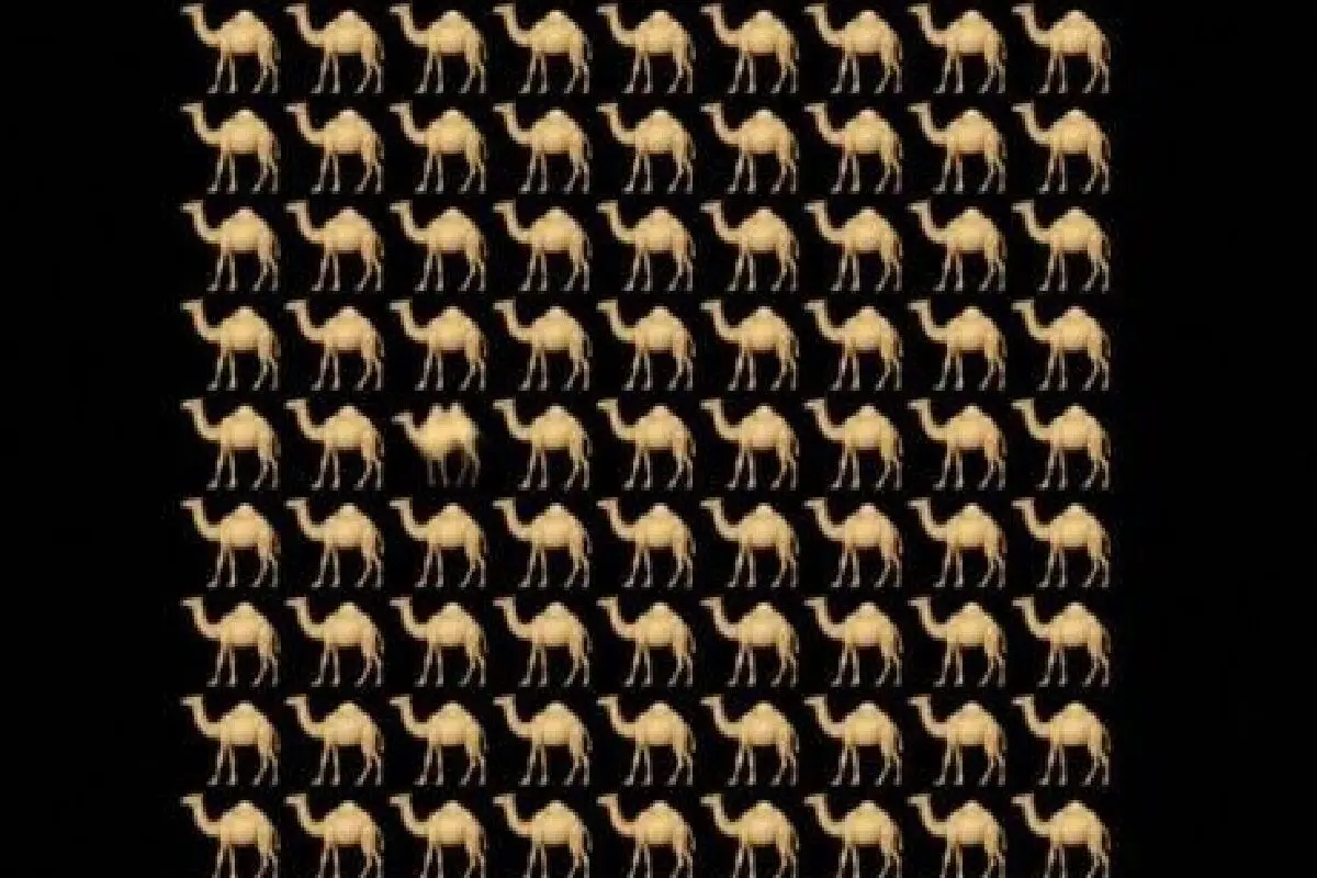فیبل